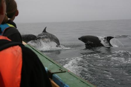 Delfine direkt neben uns